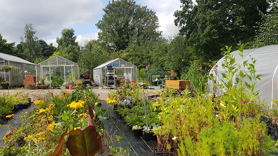 Several greenhouses and many thriving  plants in pots ready for planting